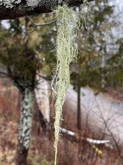Usnea trichodea