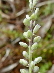 Polygala boykinii