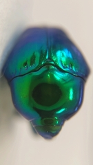 Eurhinus