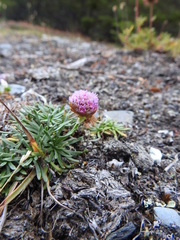 Armeria curvifolia