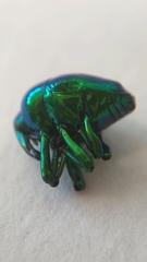 Eurhinus