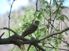 Myiarchus cinerascens