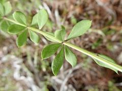 Polygala boykinii