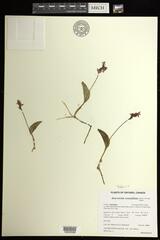 Galearis rotundifolia