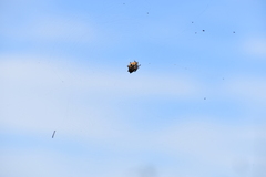 Gasteracantha cancriformis