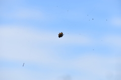 Gasteracantha cancriformis