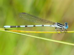 Argia bipunctulata