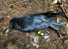 Corvus corax principalis