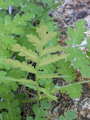 Eucrypta chrysanthemifolia