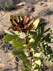 Protea glabra