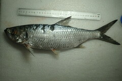 Megalops cyprinoides