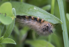Canararctia rufescens