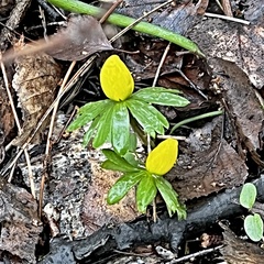 Eranthis hyemalis