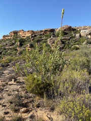 Protea glabra