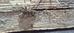 Rhagium inquisitor
