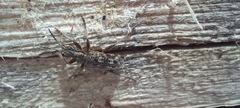 Rhagium inquisitor