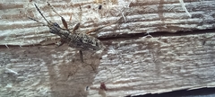 Rhagium inquisitor