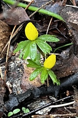 Eranthis hyemalis
