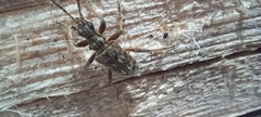 Rhagium inquisitor