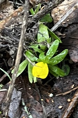 Eranthis hyemalis