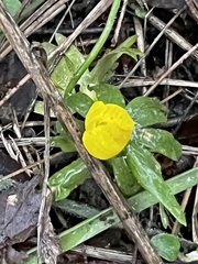 Eranthis hyemalis