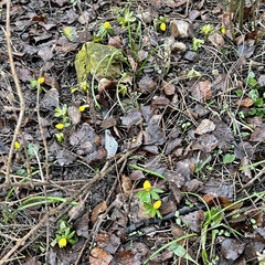 Eranthis hyemalis