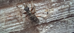 Rhagium inquisitor