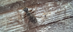 Rhagium inquisitor