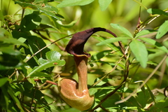 Aristolochia macroura
