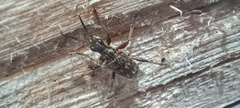 Rhagium inquisitor