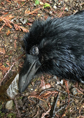 Corvus corax principalis