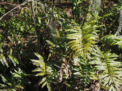 Acrostichum danaeifolium