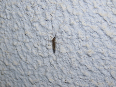 Culiseta longiareolata