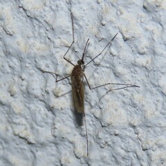 Culiseta longiareolata