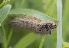 Canararctia rufescens