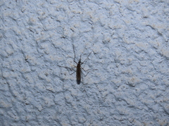 Culiseta longiareolata