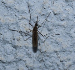 Culiseta longiareolata