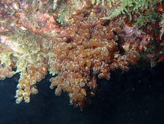 Botryocladia botryoides