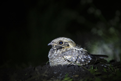 Caprimulgus asiaticus