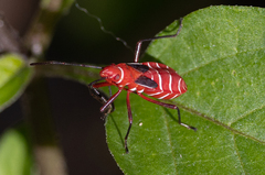 Dysdercus suturellus
