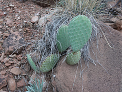 Opuntia aurea