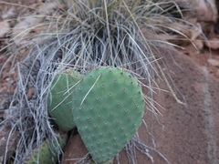 Opuntia aurea