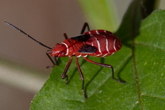 Dysdercus suturellus