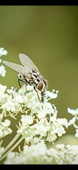 Graphomya maculata