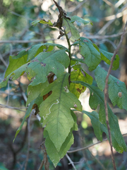 Verbesina virginica