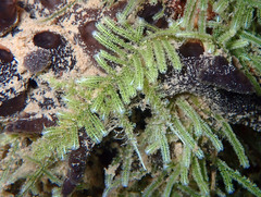 Caulerpa webbiana