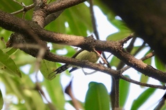 Aethopyga christinae