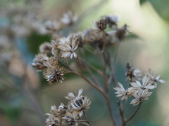 Verbesina virginica