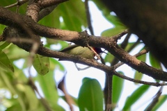 Aethopyga christinae