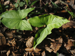 Syngonium podophyllum